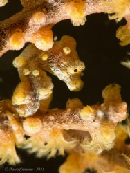 Tiny pigmy seahorse in Anilao - taken with CANON 100mm US... by Pietro Cremone 